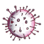 Coronavirus; Heike C. Ewert
